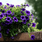 Alderman Blue Petunia – 100 Seeds seed packet from Seed Therapy – American - grown, heirloom seeds