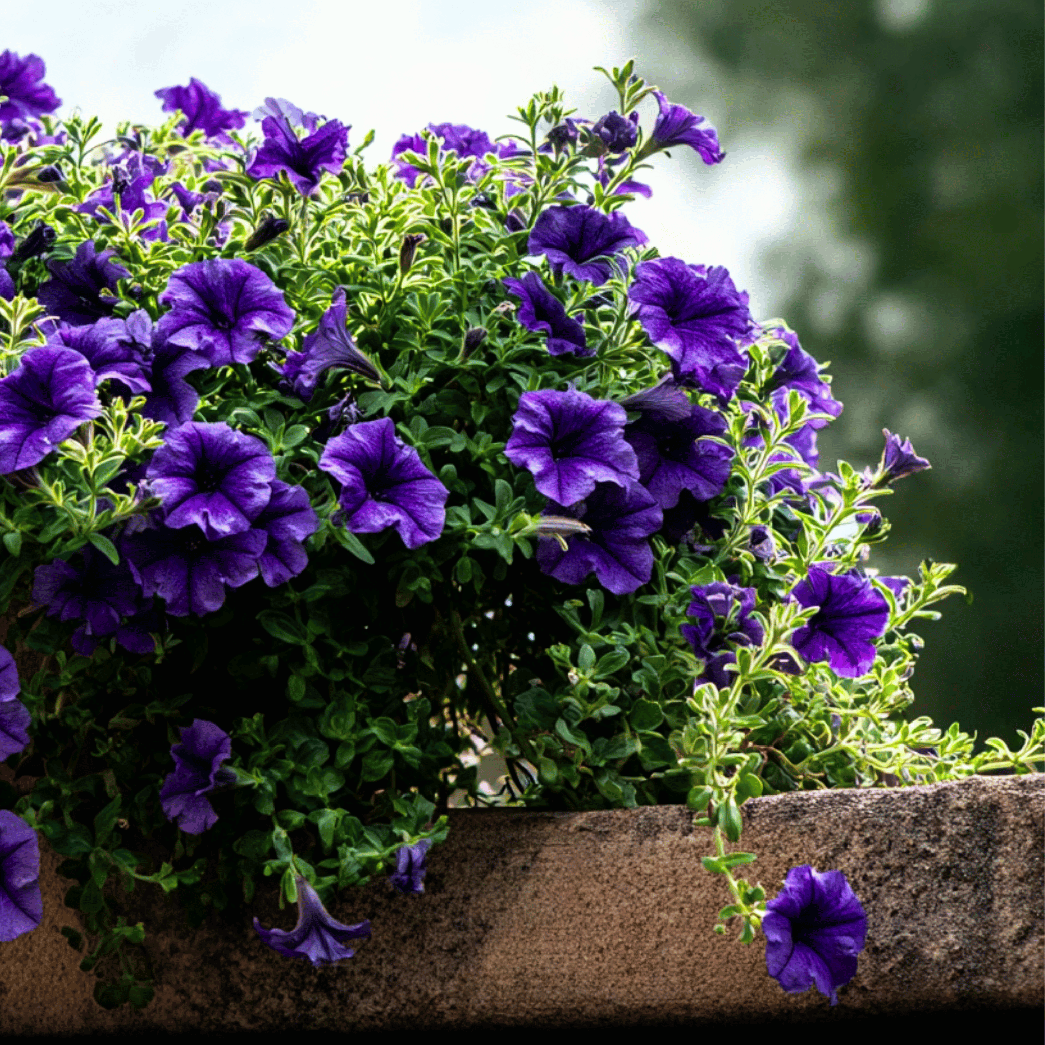 Alderman Blue Petunia – 100 Seeds seed packet from Seed Therapy – American - grown, heirloom seeds