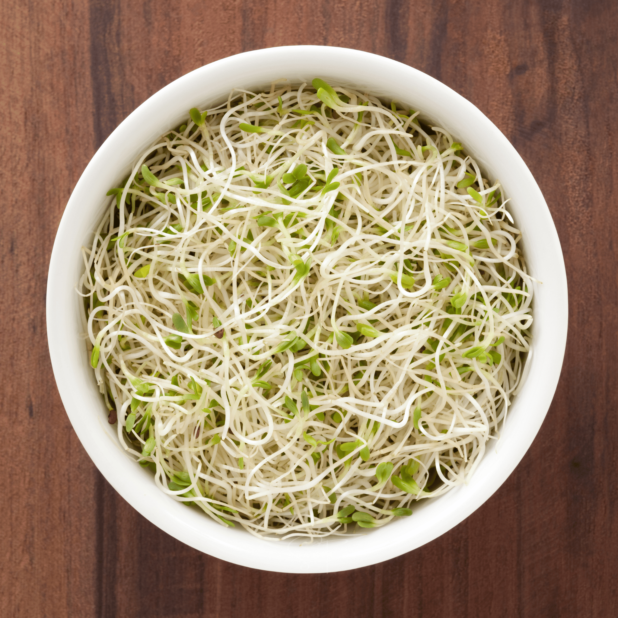 Alfalfa Sprout – 500 Seeds seed packet from Seed Therapy – American - grown, heirloom seeds