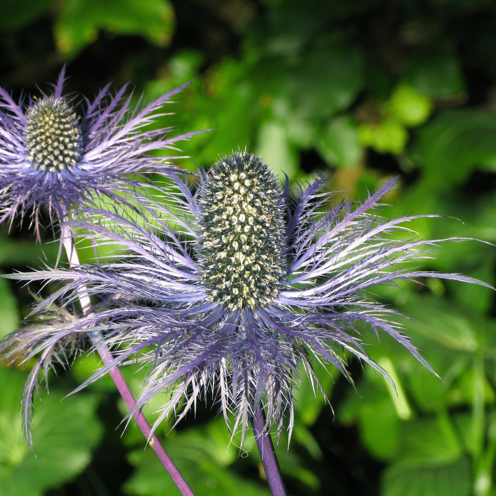 Alpine Sea Holly – 25 Seeds seed packet from Seed Therapy – American - grown, heirloom seeds