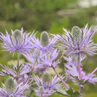 Alpine Sea Holly – 25 Seeds seed packet from Seed Therapy – American - grown, heirloom seeds