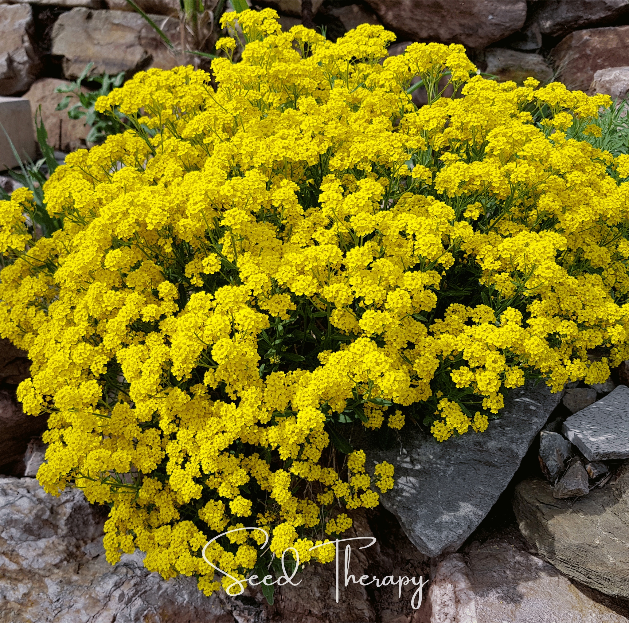 Alyssum, Basket of Gold (Alyssum saxatile) - 100 Seeds seed packet from Seed Therapy – American - grown, heirloom seeds