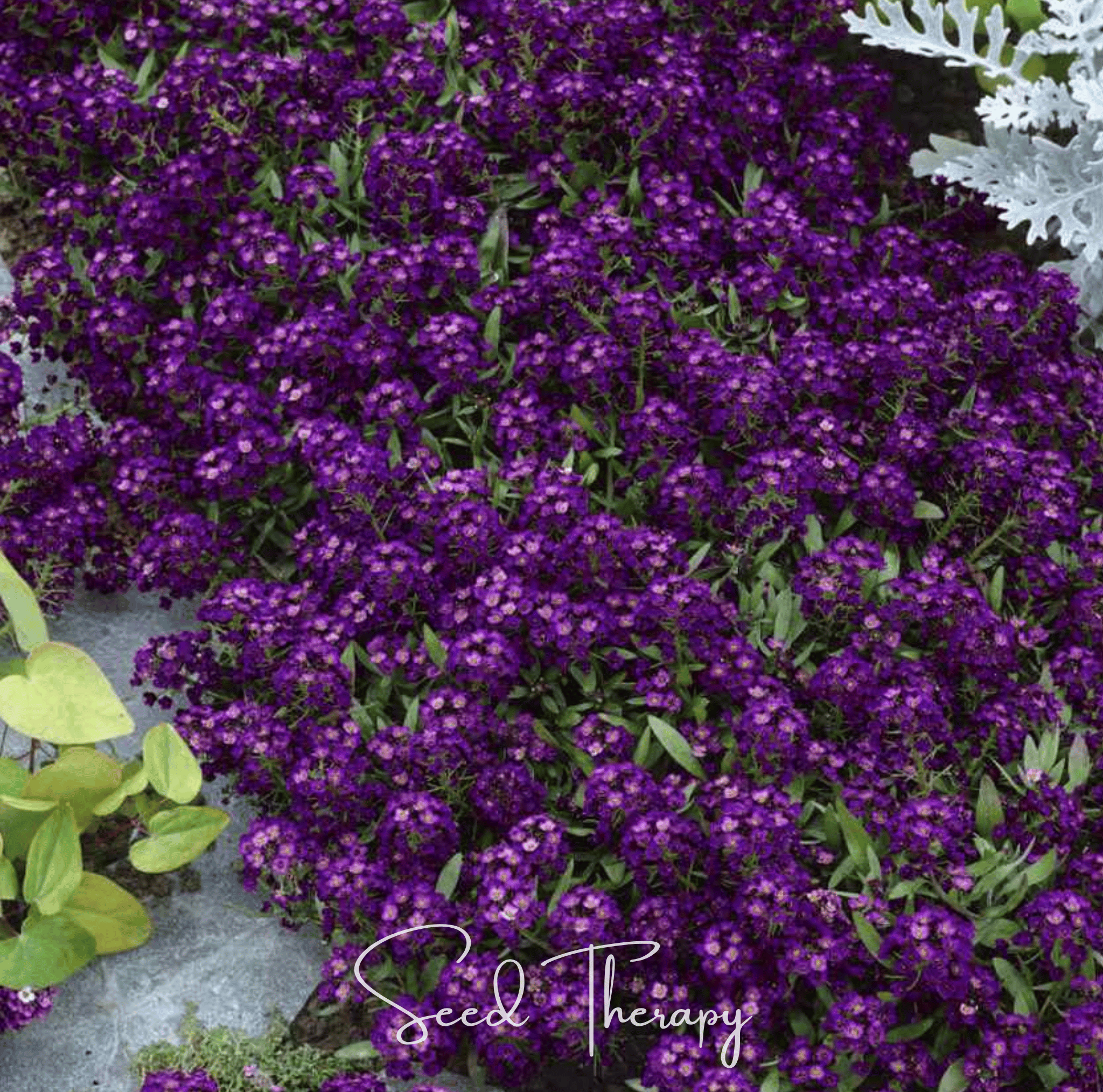 Alyssum, Oriental Nights (Lobularia maritima) - 100 Seeds seed packet from Seed Therapy – American - grown, heirloom seeds