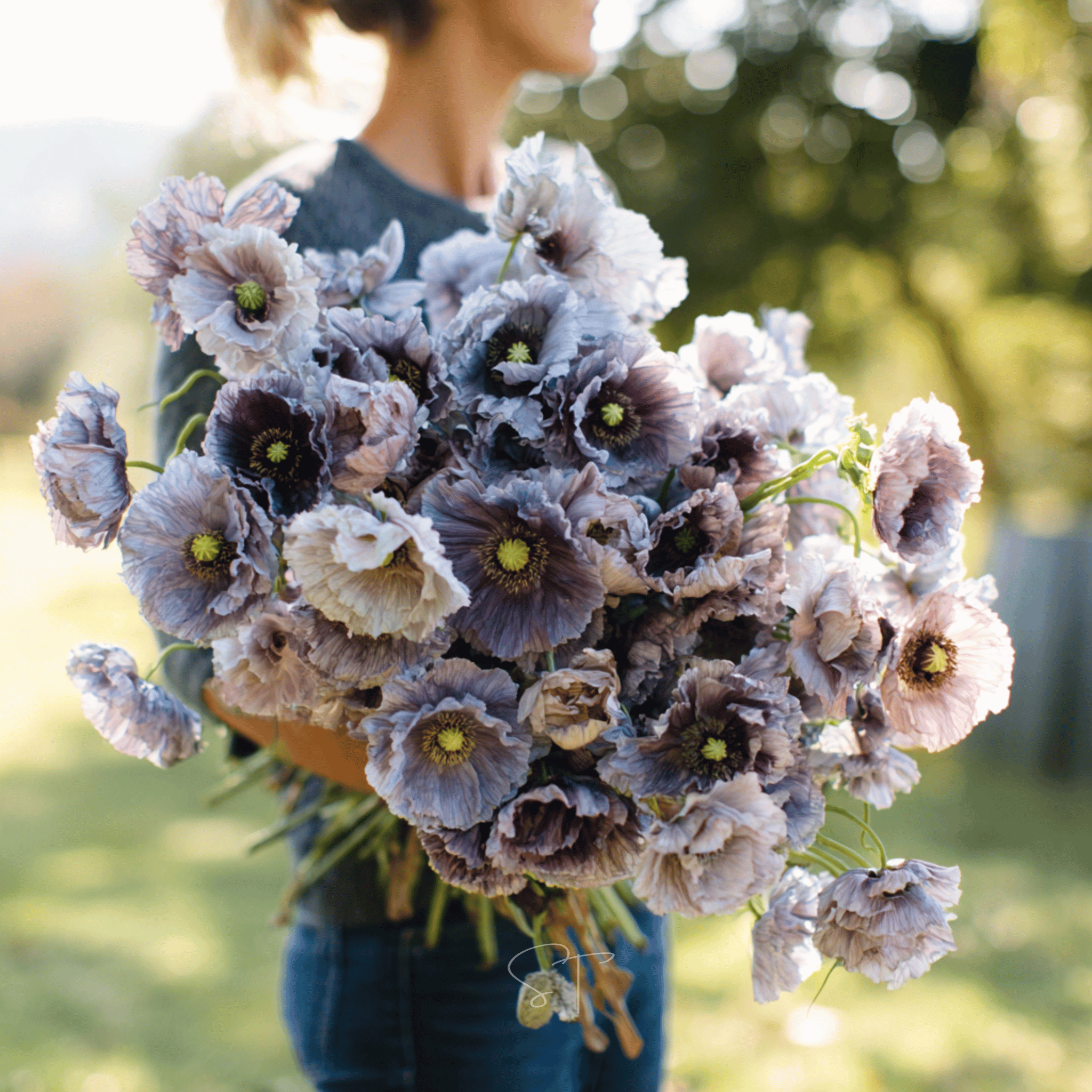 Amazing Grey Poppy – 25 Seeds seed packet from Seed Therapy – American - grown, heirloom seeds