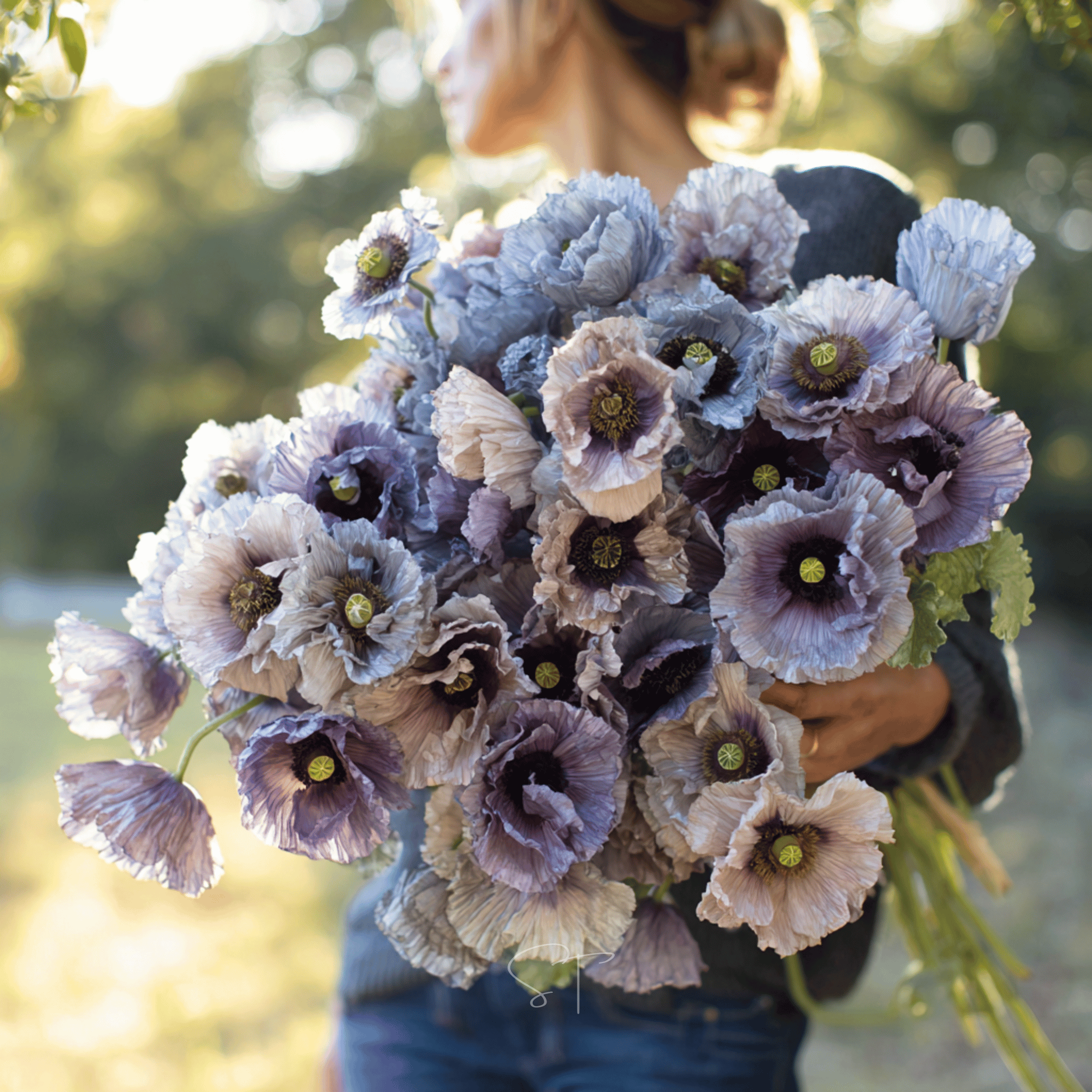 Poppy, Amazing Grey (Papaver rhoeas) - 50 Seeds - Seed Therapy