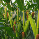 Ambrosia Corn – 30 Seeds seed packet from Seed Therapy – American - grown, heirloom seeds