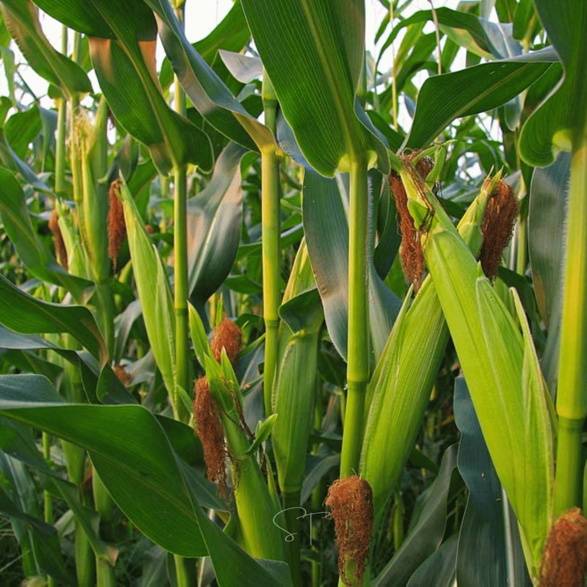 Ambrosia Corn – 30 Seeds seed packet from Seed Therapy – American - grown, heirloom seeds