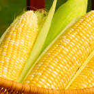 Ambrosia Corn – 30 Seeds seed packet from Seed Therapy – American - grown, heirloom seeds