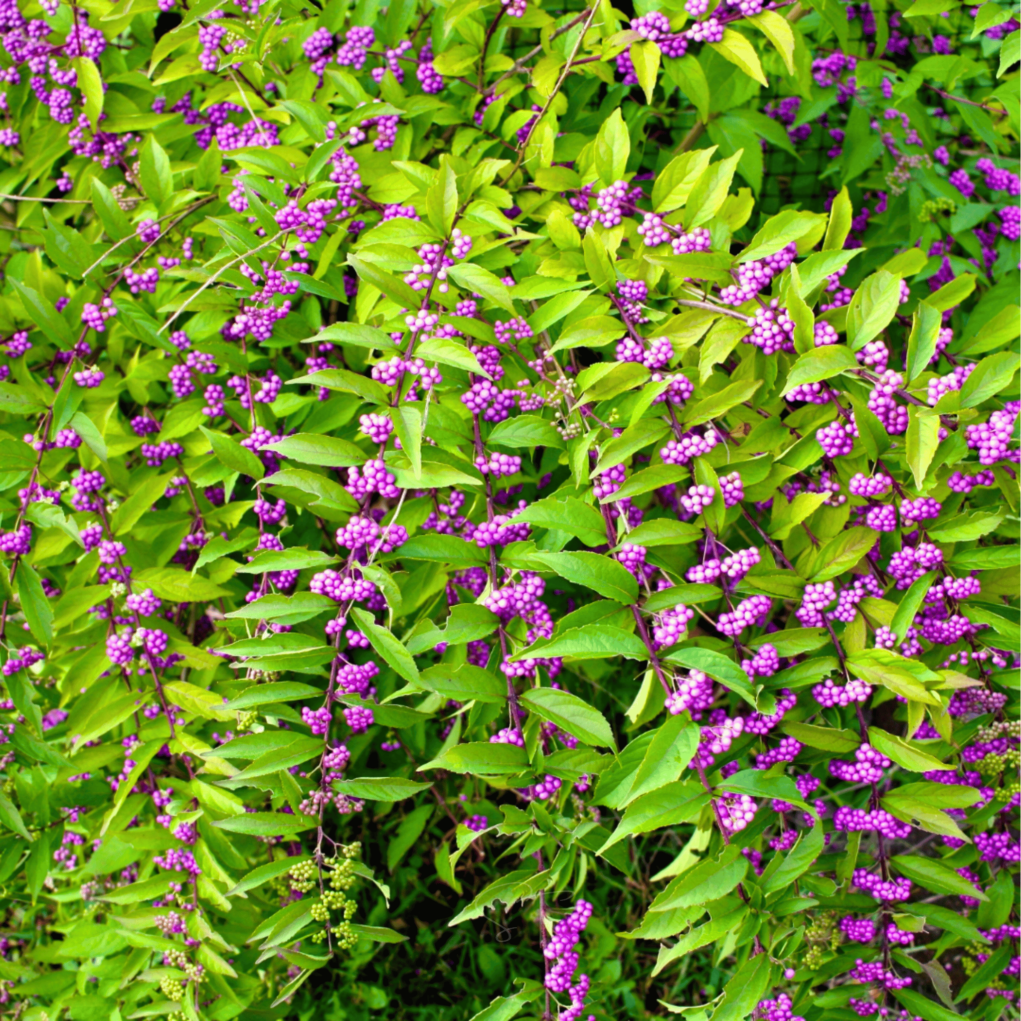 american plant seeds 30 Seeds American Beautyberry Seeds- Rare Tropical French Mulberry Callicarpa Americana Shrub Bush Tree Seed