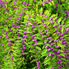 American Beautyberry – 30 Seeds seed packet from Seed Therapy – American - grown, heirloom seeds