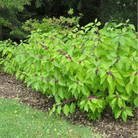 American Beautyberry – 30 Seeds seed packet from Seed Therapy – American - grown, heirloom seeds