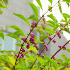 American Beautyberry – 30 Seeds seed packet from Seed Therapy – American - grown, heirloom seeds