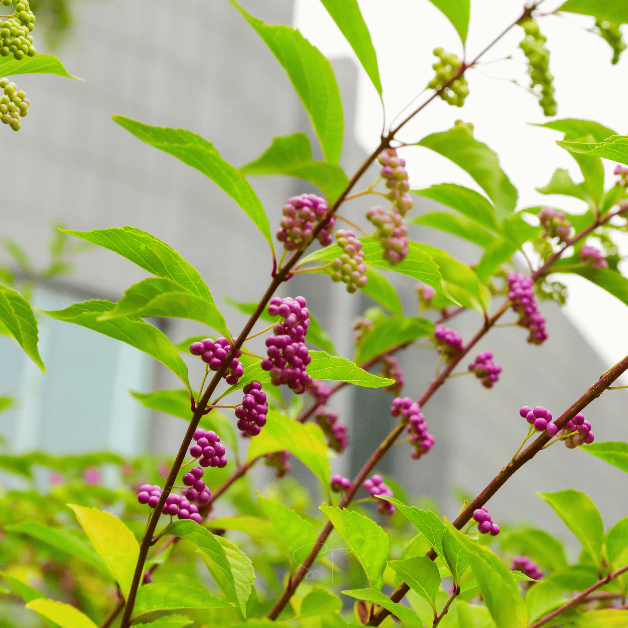American Beautyberry – 30 Seeds seed packet from Seed Therapy – American - grown, heirloom seeds