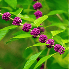 American Beautyberry – 30 Seeds seed packet from Seed Therapy – American - grown, heirloom seeds