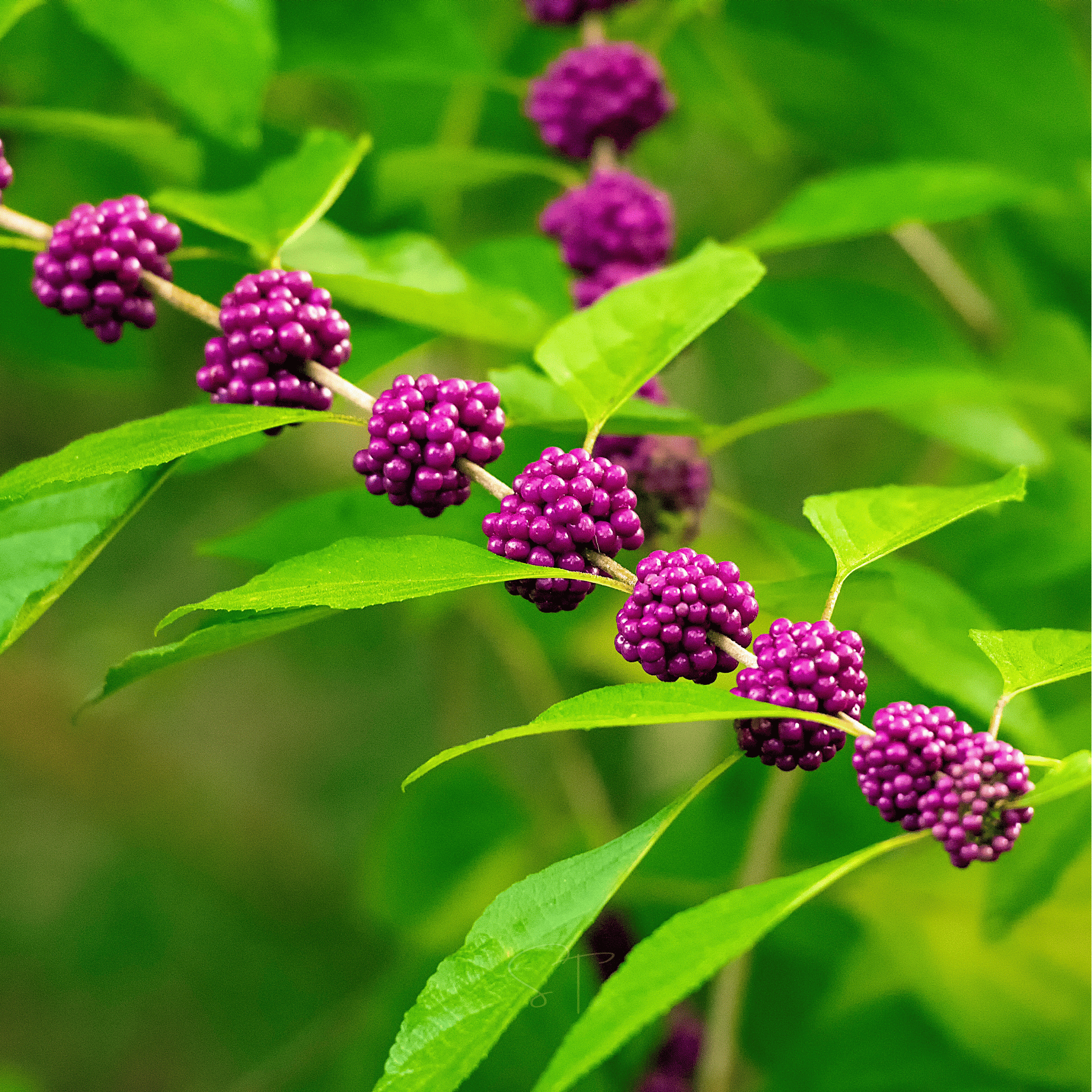 American Beautyberry – 30 Seeds seed packet from Seed Therapy – American - grown, heirloom seeds