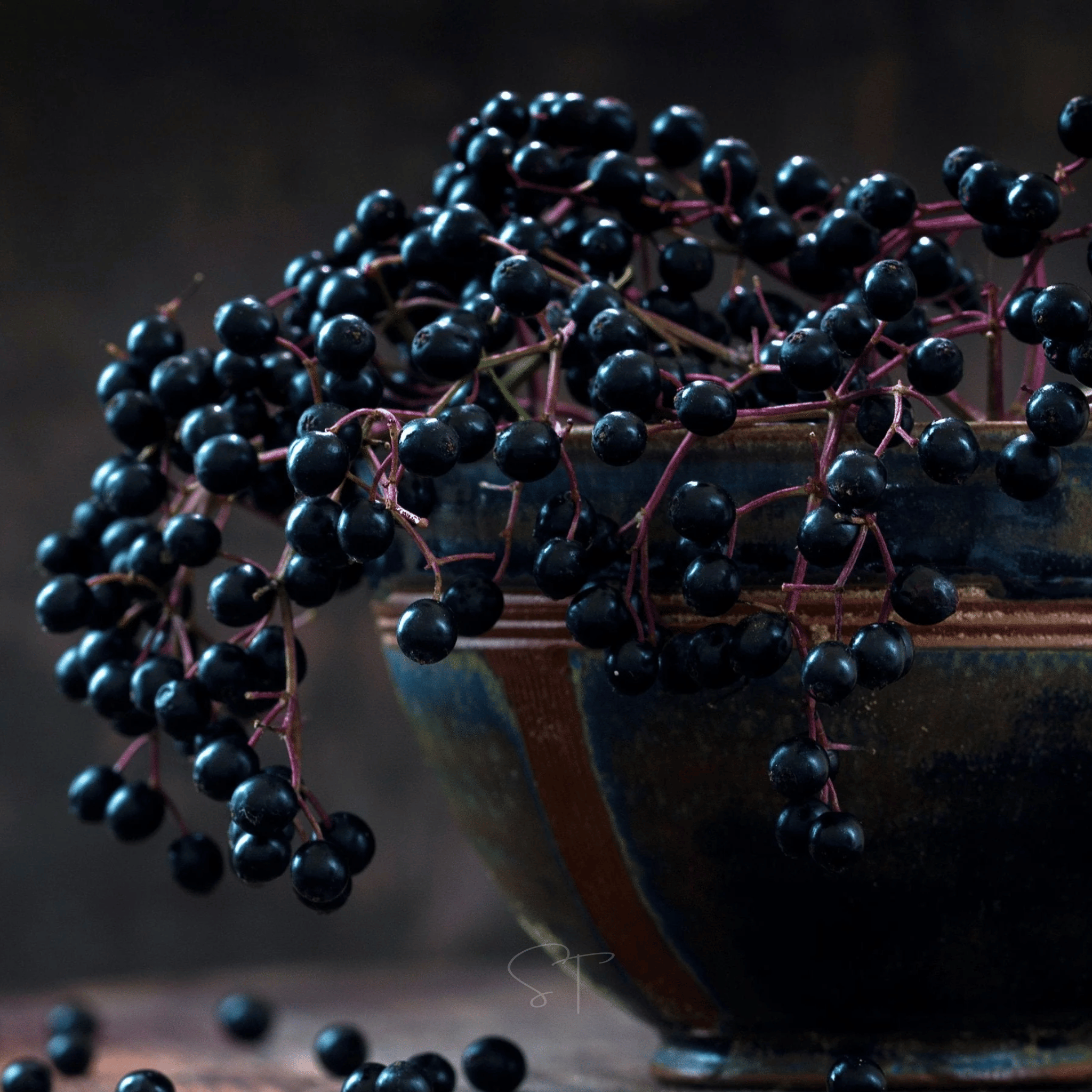 American Black Elderberry – 50 Seeds seed packet from Seed Therapy – American - grown, heirloom seeds