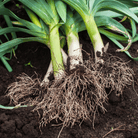 American Flag Leek – 200 Seeds seed packet from Seed Therapy – American - grown, heirloom seeds