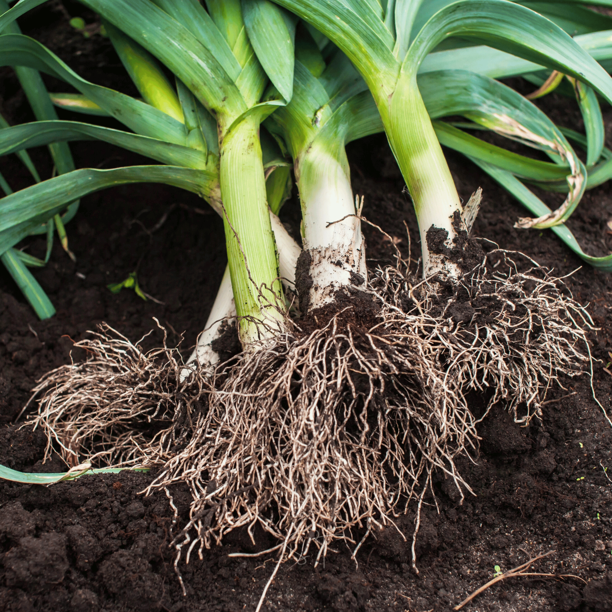 American Flag Leek – 200 Seeds seed packet from Seed Therapy – American - grown, heirloom seeds