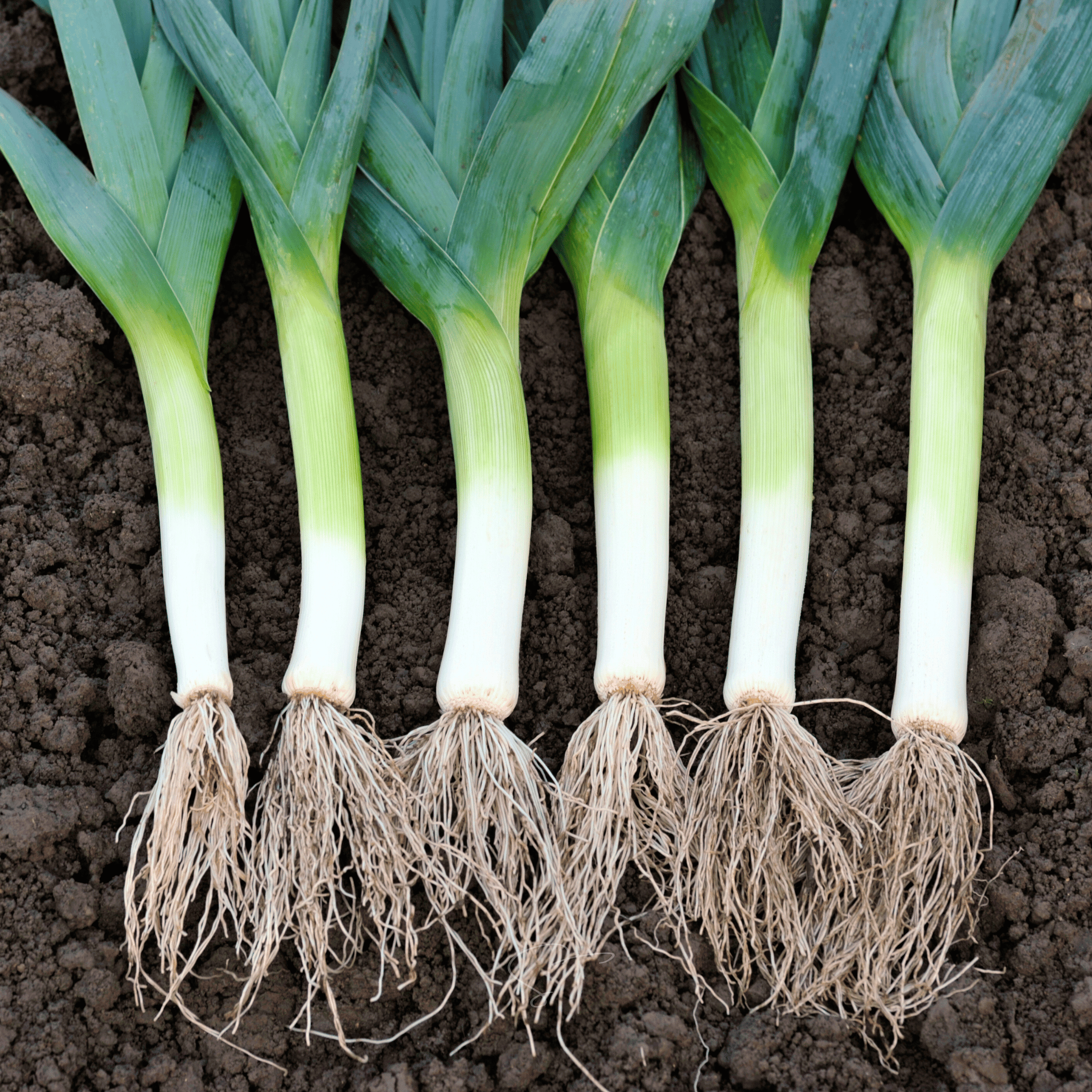 plant leek seeds American Flag Leek – 200 Seeds