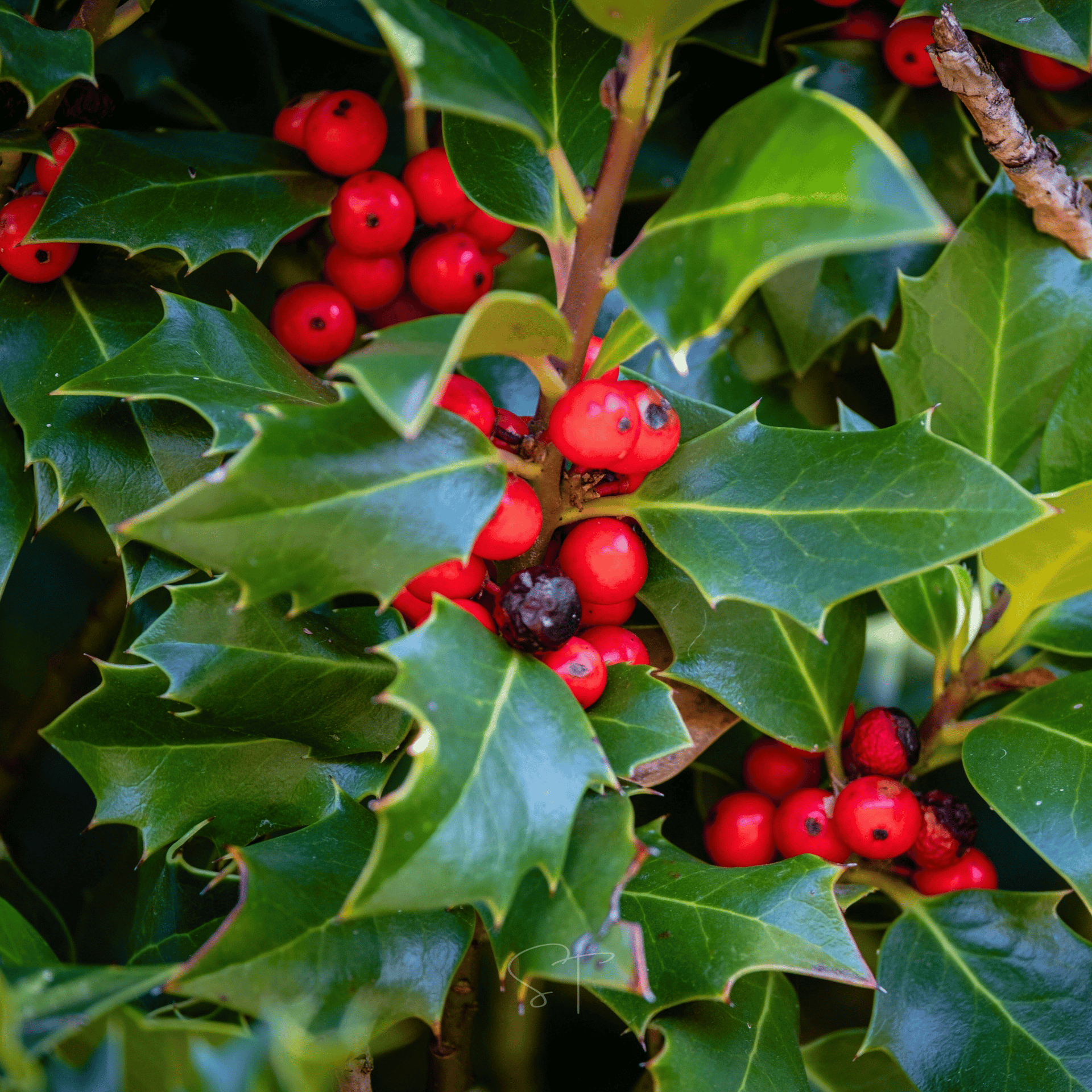 are holly trees worth money American Holly – 50 Seeds