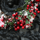 American Holly – 50 Seeds seed packet from Seed Therapy – American - grown, heirloom seeds