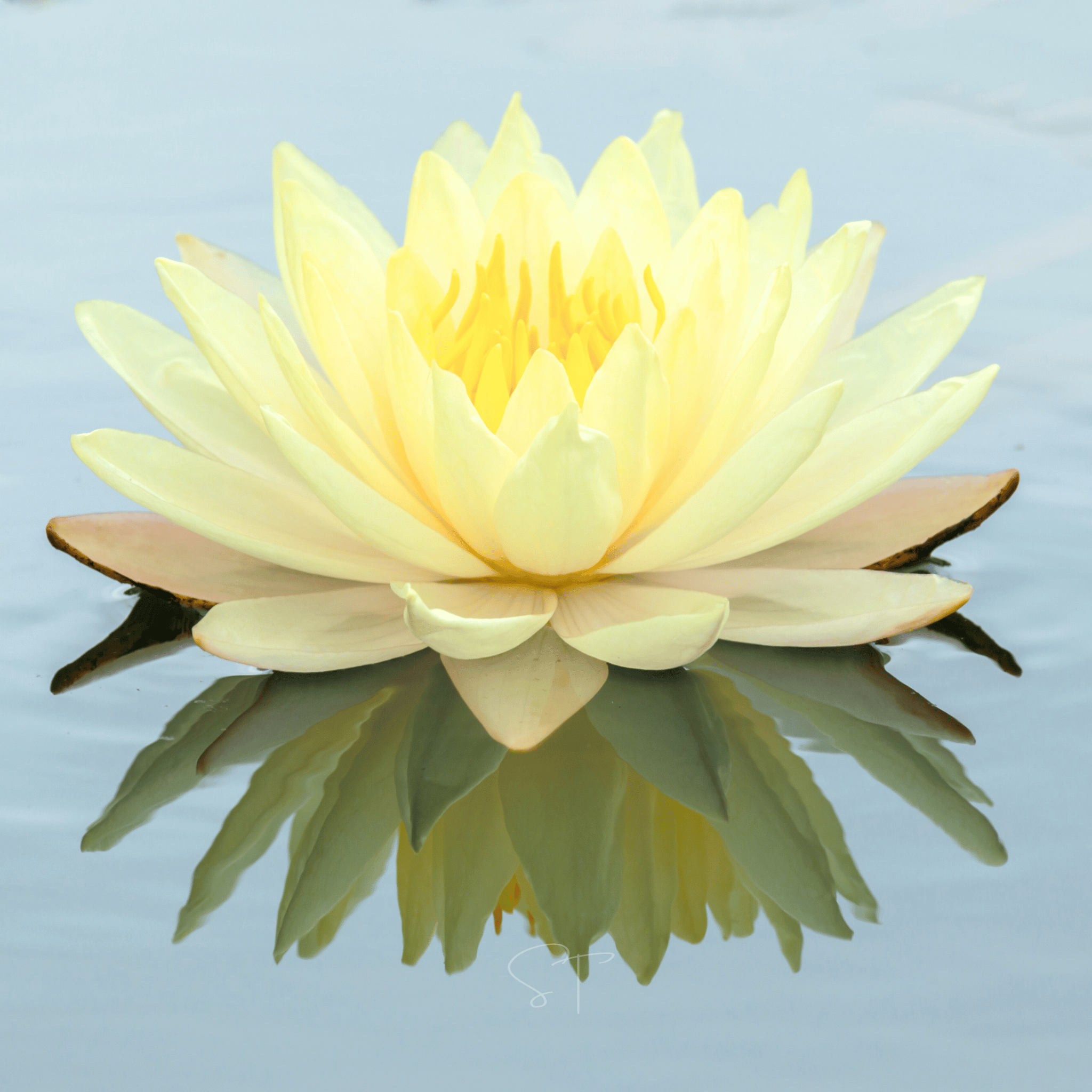 lotus seed flower Lotus, American (Nelubo lutea) - 5 Seeds