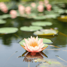 American Lotus – 5 Seeds seed packet from Seed Therapy – American - grown, heirloom seeds