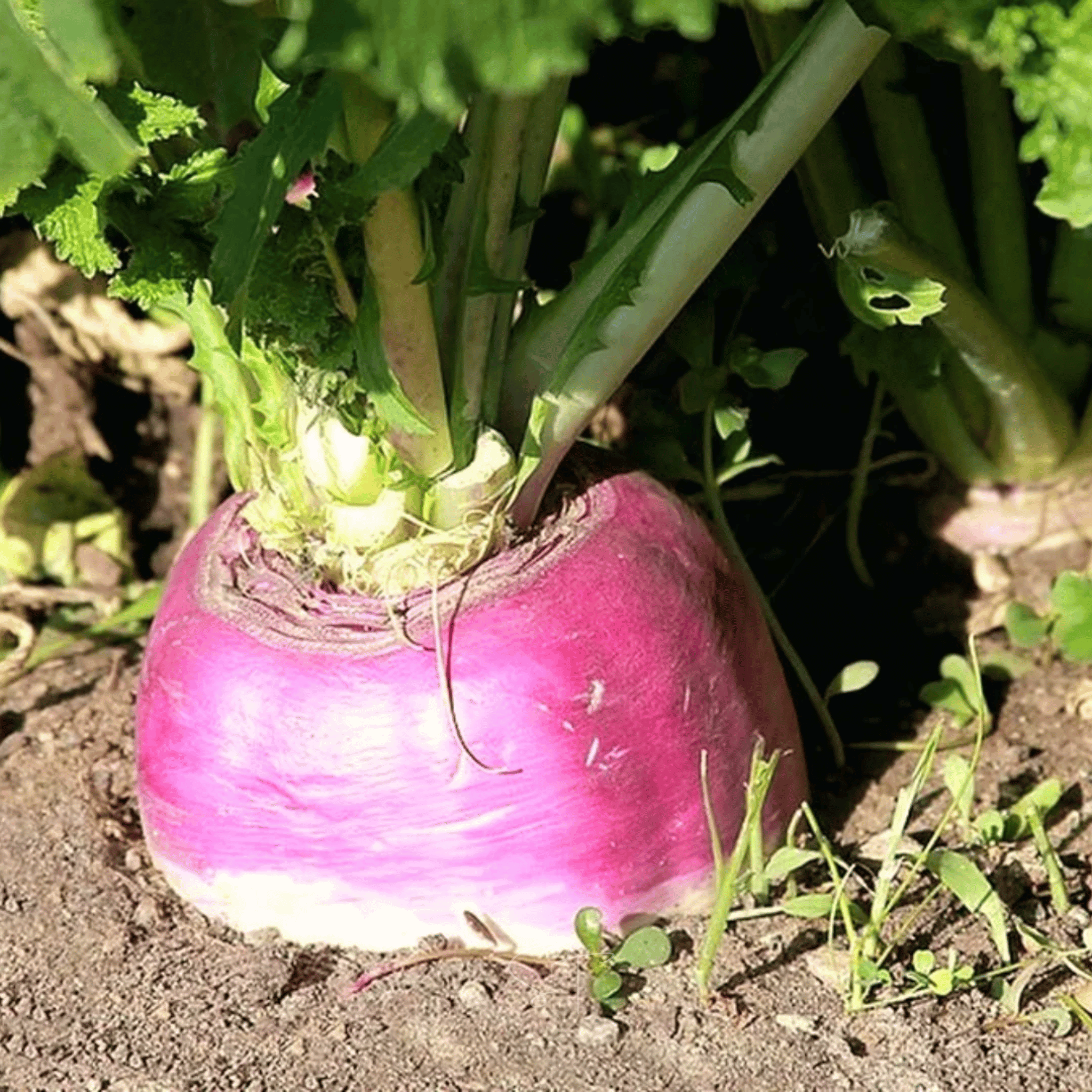 planting rutabaga seeds American Purple Top Rutabaga – 200 Seeds