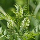 American Wild Licorice – 40 Seeds seed packet from Seed Therapy – American - grown, heirloom seeds