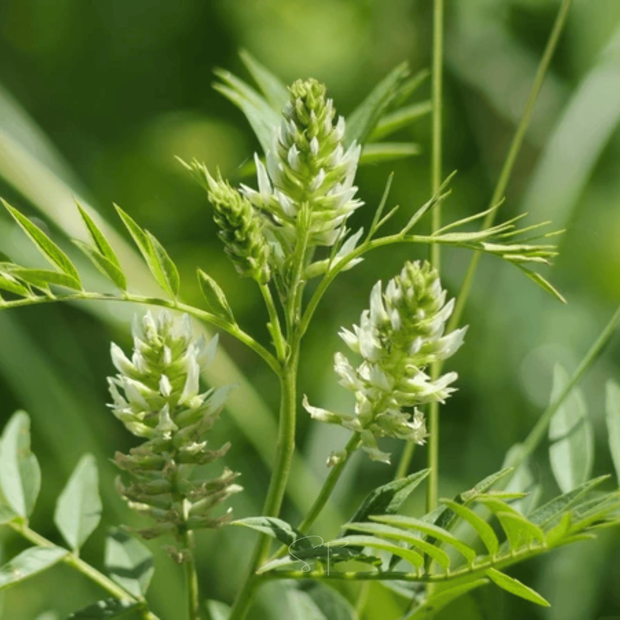 American Wild Licorice – 40 Seeds seed packet from Seed Therapy – American - grown, heirloom seeds