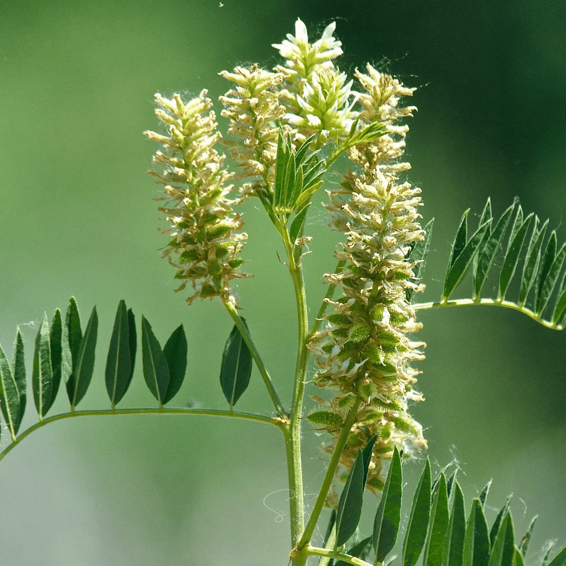 plants with licorice flavored seeds Licorice, American - Wild (Glycyrrhiza lepidota) - 40 Seeds