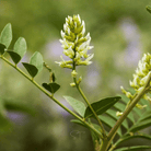 American Wild Licorice – 40 Seeds seed packet from Seed Therapy – American - grown, heirloom seeds