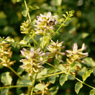 American Wild Licorice – 40 Seeds seed packet from Seed Therapy – American - grown, heirloom seeds