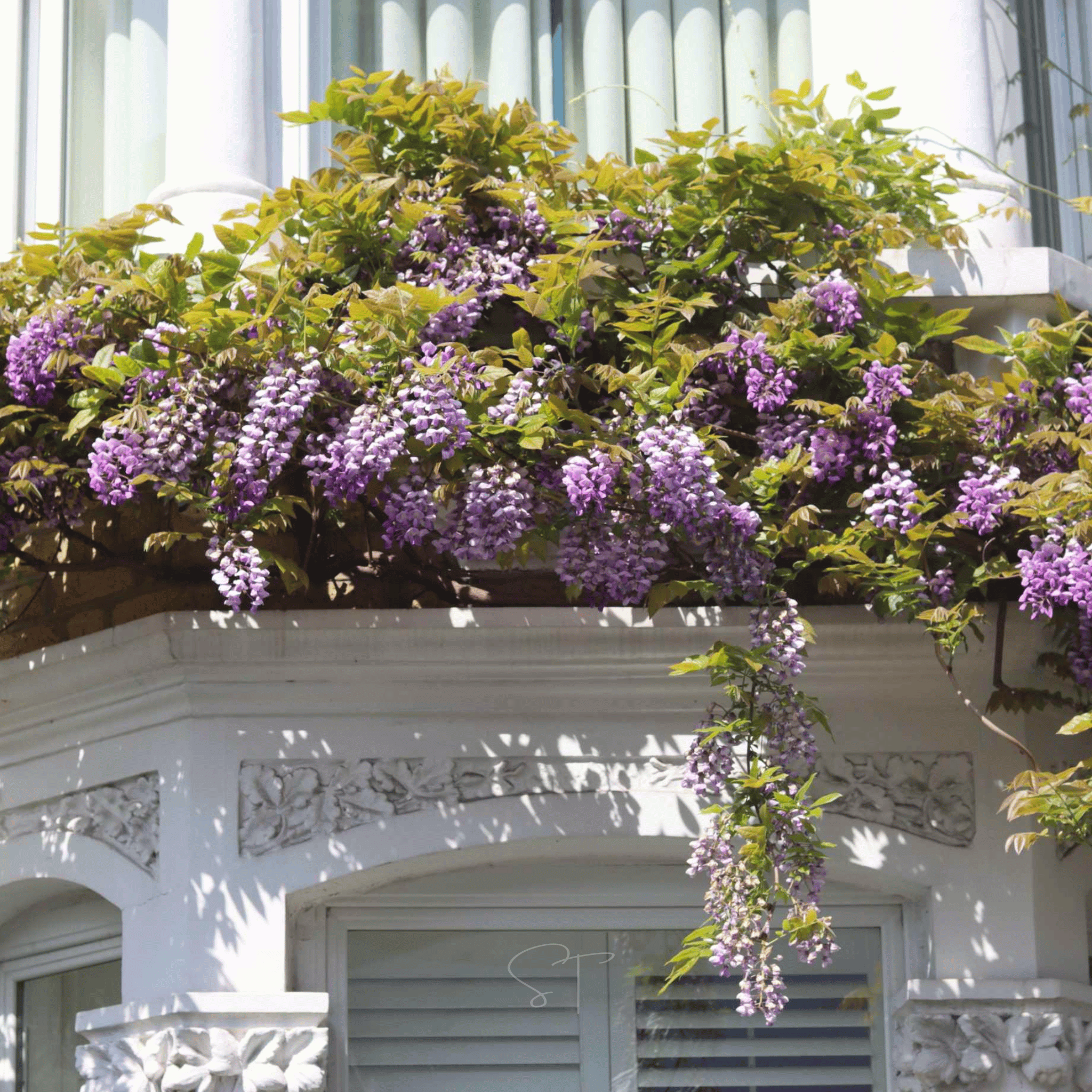 planting wisteria next to house American Wisteria – 5 Seeds