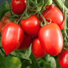 Amish Paste Tomato – 30 Seeds seed packet from Seed Therapy – American - grown, heirloom seeds