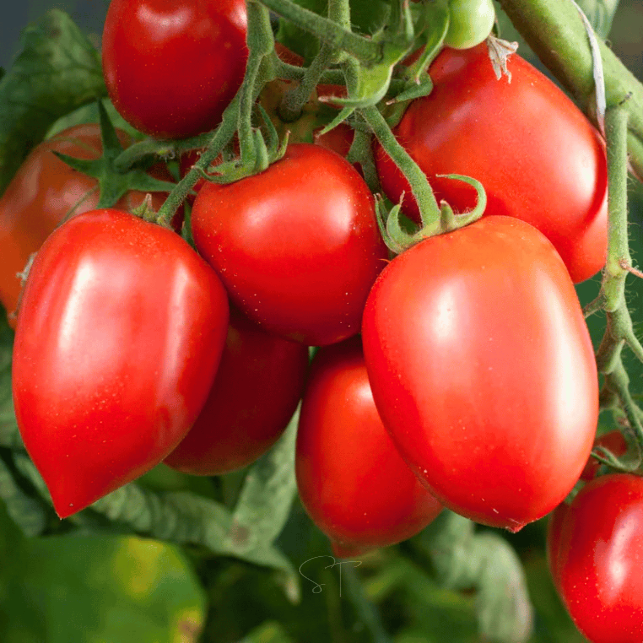 Amish Paste Tomato – 30 Seeds seed packet from Seed Therapy – American - grown, heirloom seeds