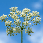 Anise – 100 Seeds seed packet from Seed Therapy – American - grown, heirloom seeds