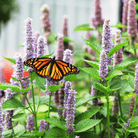 Anise Hyssop – 200 Seeds seed packet from Seed Therapy – American - grown, heirloom seeds