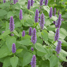 Anise Hyssop – 200 Seeds seed packet from Seed Therapy – American - grown, heirloom seeds