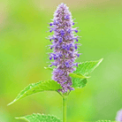Anise Hyssop – 200 Seeds seed packet from Seed Therapy – American - grown, heirloom seeds