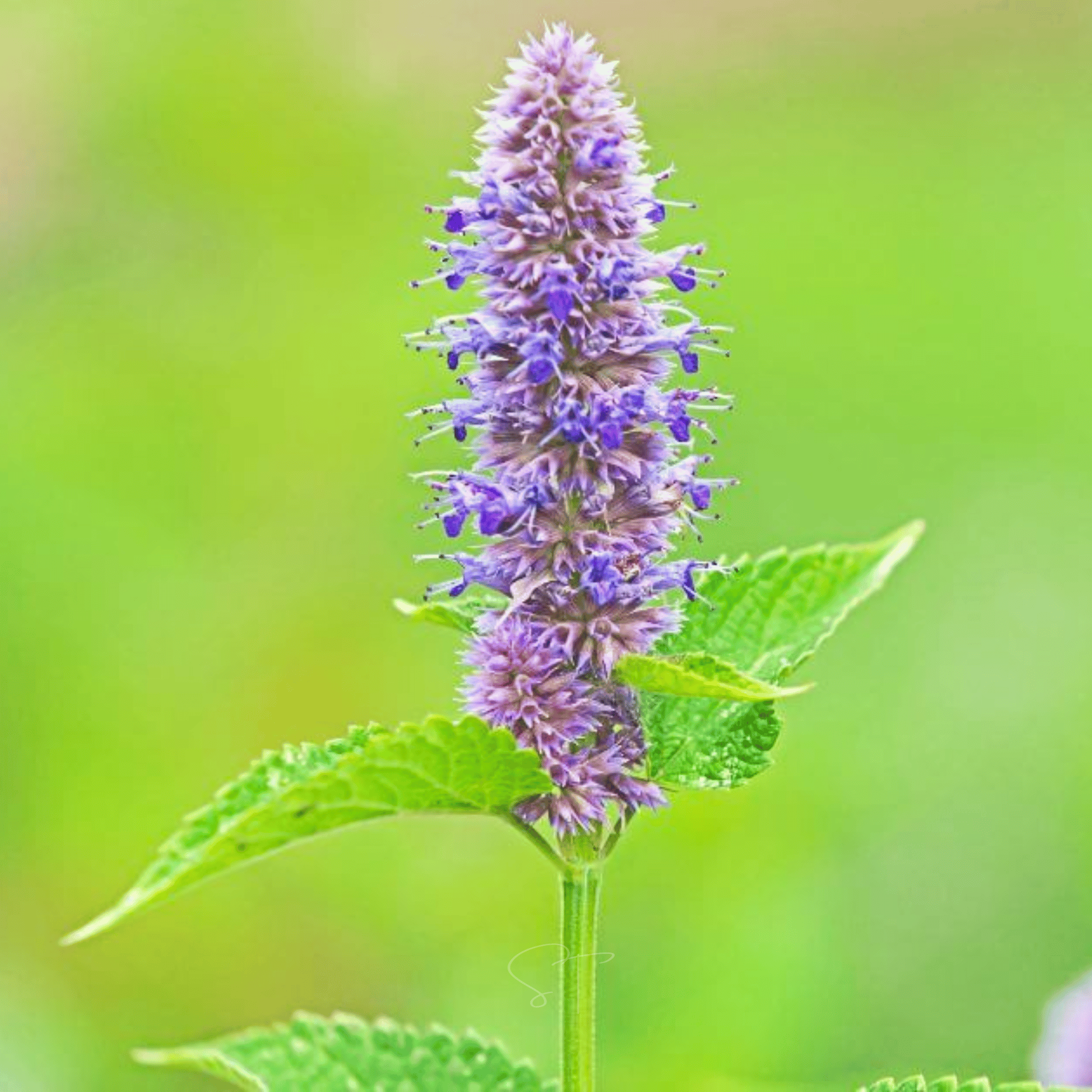 Anise Hyssop – 200 Seeds seed packet from Seed Therapy – American - grown, heirloom seeds