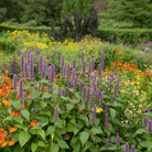 Anise Hyssop – 200 Seeds seed packet from Seed Therapy – American - grown, heirloom seeds