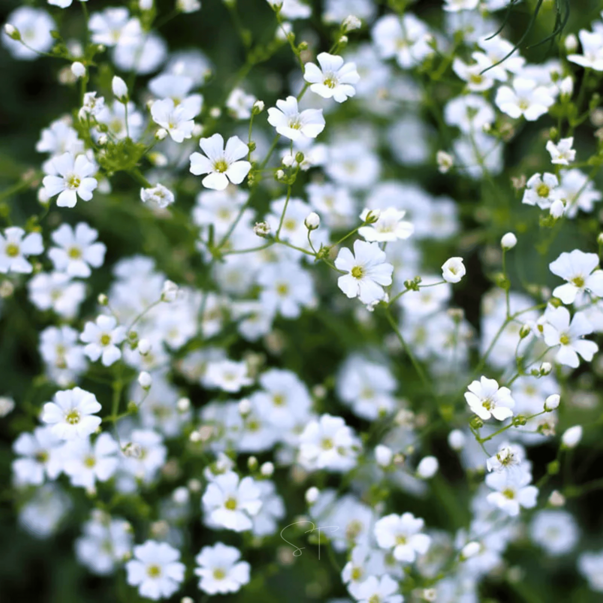 gypsophila covent garden seeds Annual Baby’s Breath (Covenant Garden) – 500 Seeds