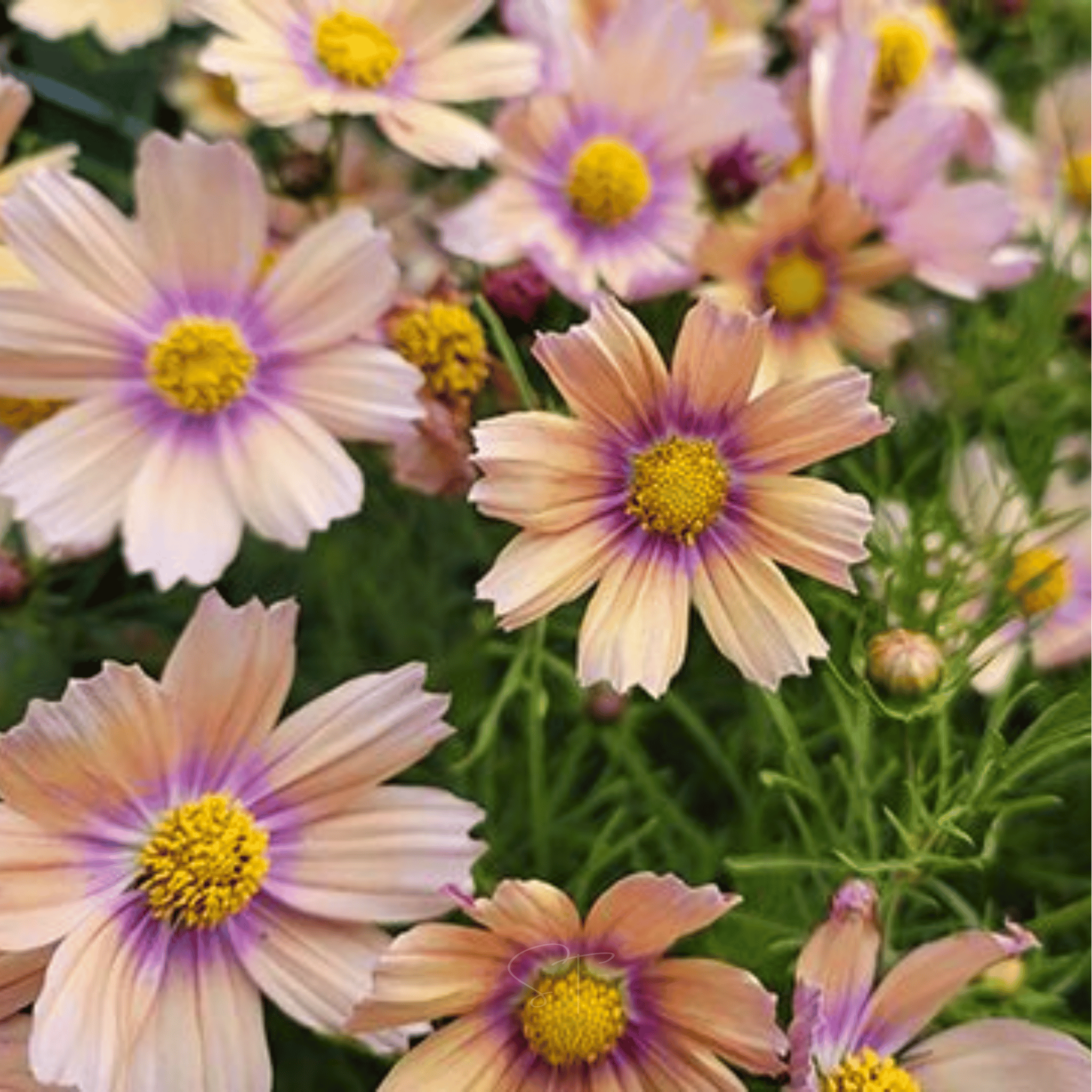 Apricot Lemonade Cosmos - 25 Seeds seed packet from Seed Therapy – American - grown, heirloom seeds