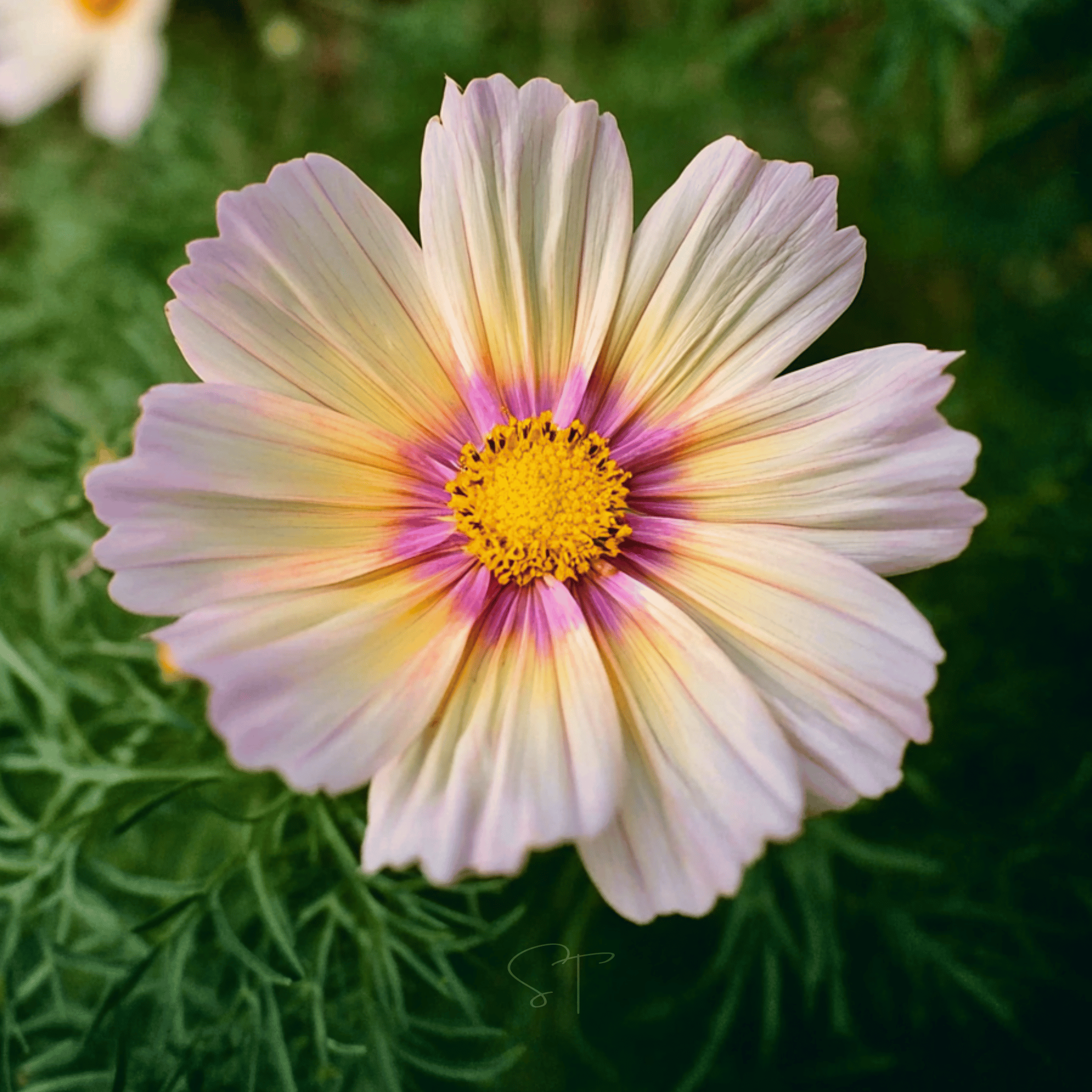 Apricot Lemonade Cosmos - 25 Seeds seed packet from Seed Therapy – American - grown, heirloom seeds