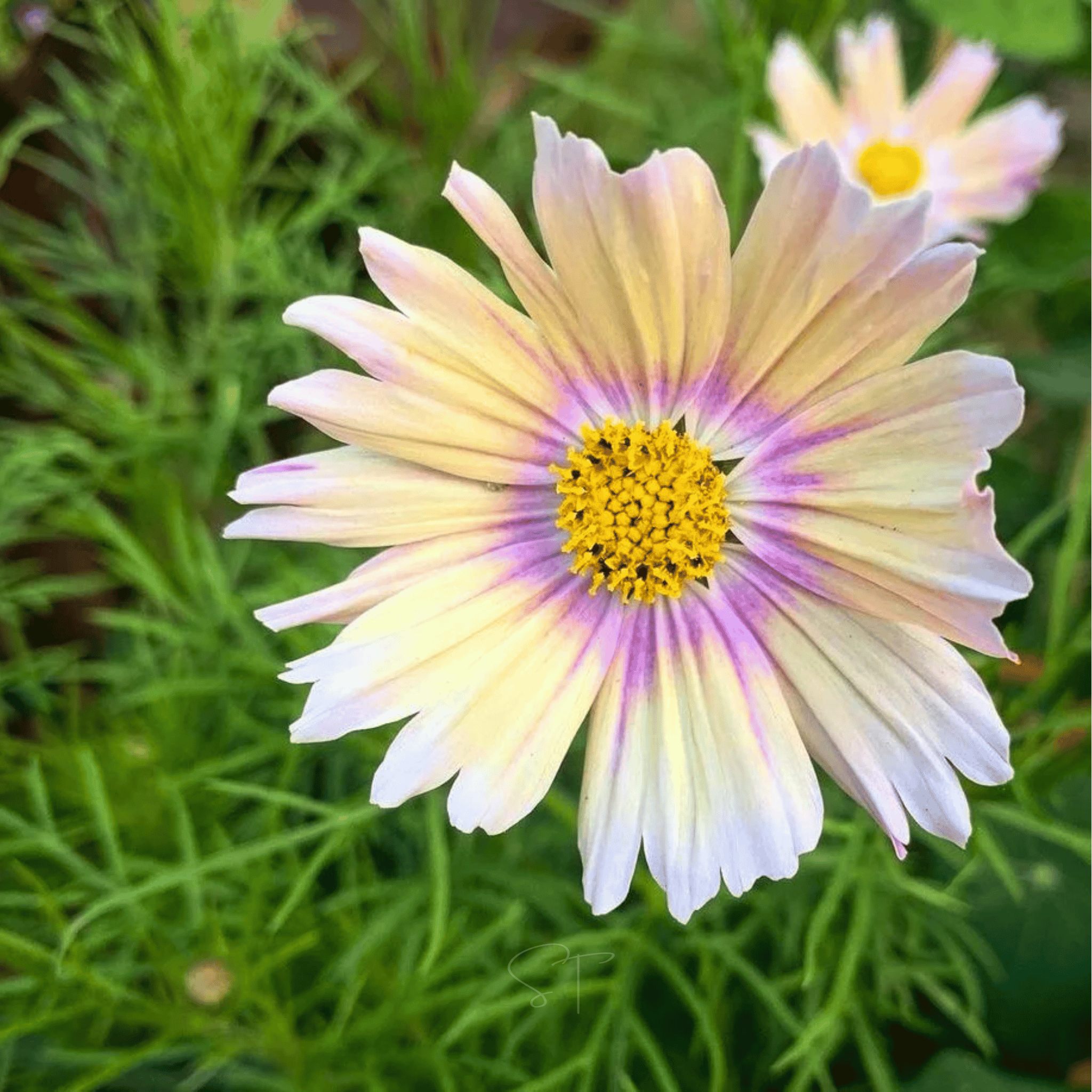 Apricot Lemonade Cosmos - 25 Seeds seed packet from Seed Therapy – American - grown, heirloom seeds