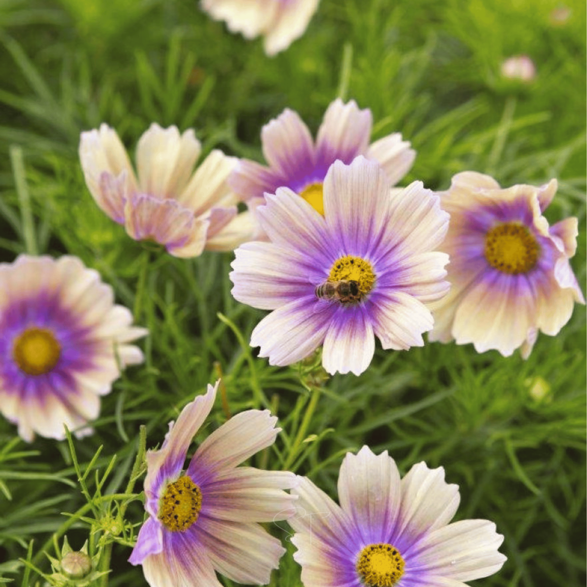 Apricot Lemonade Cosmos - 25 Seeds seed packet from Seed Therapy – American - grown, heirloom seeds