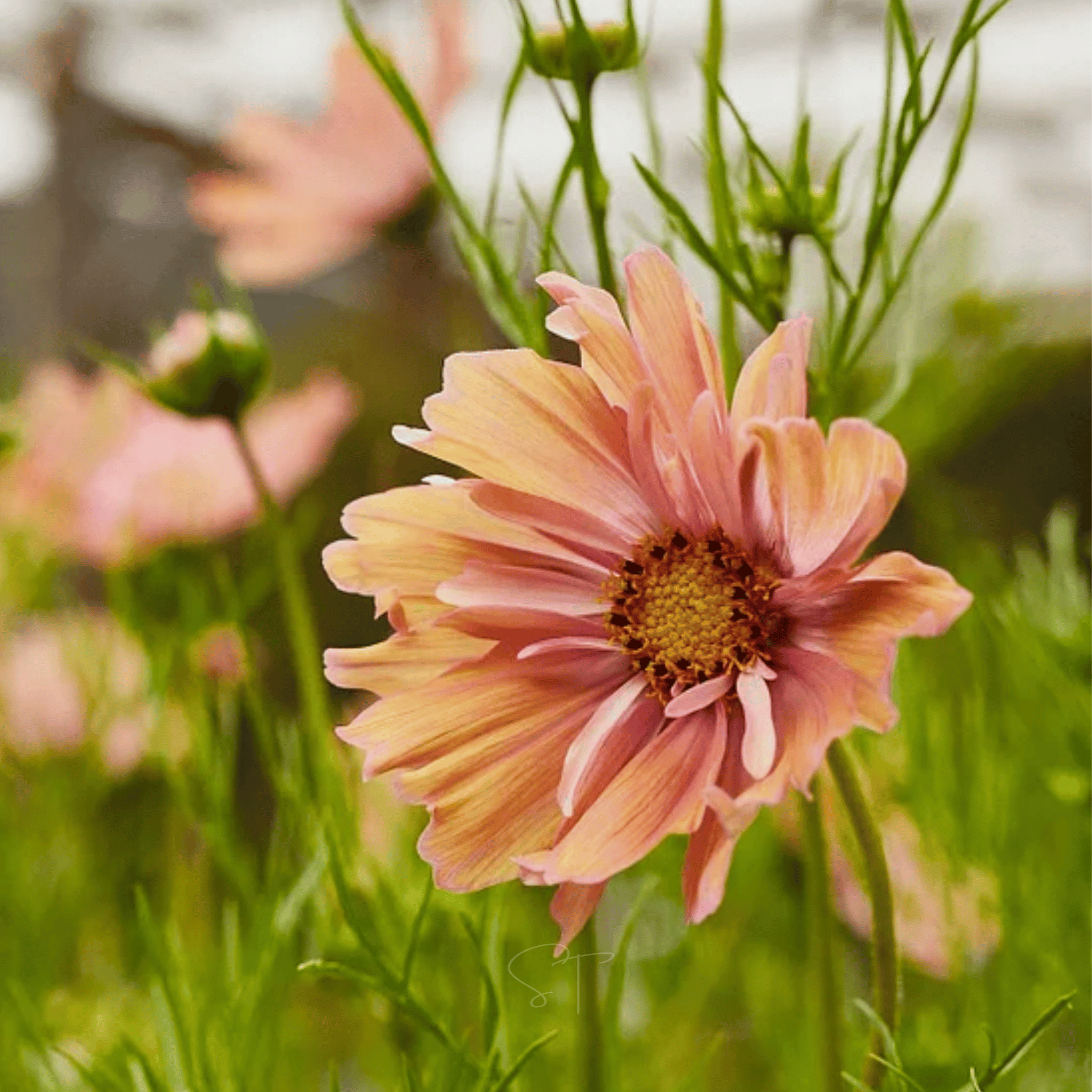 Apricotta Cosmos - 25 Seeds seed packet from Seed Therapy – American - grown, heirloom seeds