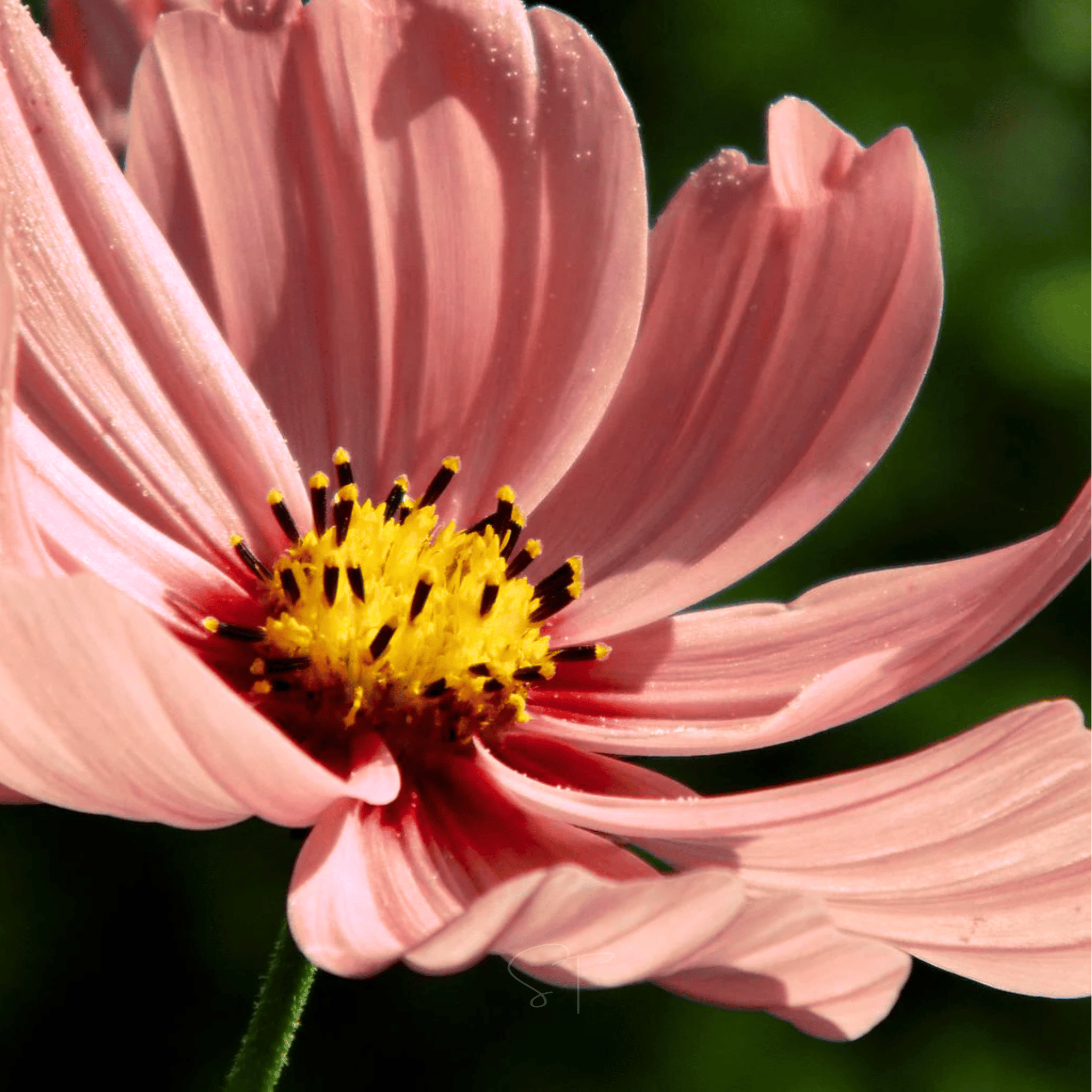 Apricotta Cosmos - 25 Seeds seed packet from Seed Therapy – American - grown, heirloom seeds