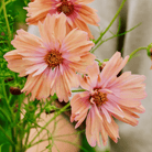 Apricotta Cosmos - 25 Seeds seed packet from Seed Therapy – American - grown, heirloom seeds